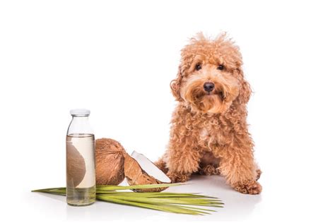 Benefits of Coconut Oil for Dogs | Pet Comments