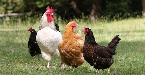 7 Types of Poultry Birds - AZ Animals