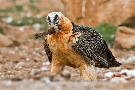 PETER'S PORTFOLIO..............Bird & Wildlife Photography: Lammergeier