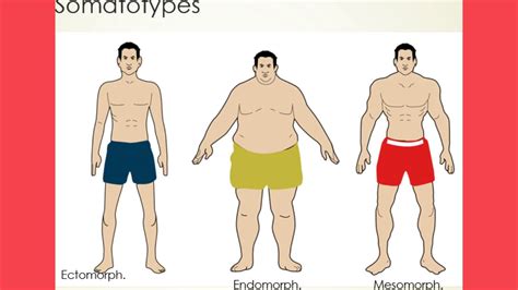 Understand Somatotypes - YouTube