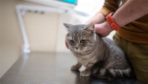 Hyposthenuria In Cats: Symptoms, Causes, & Treatments - CatTime