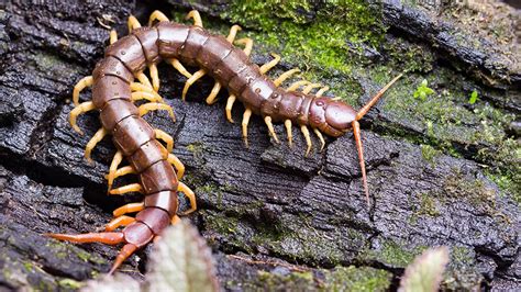 10 Weird Australian Insects You Won’t Believe Exist