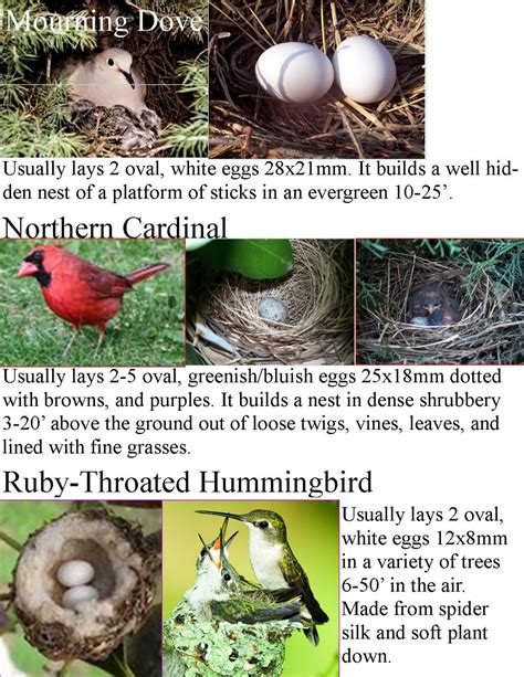 47 best ideas for coloring | Bird Nest Identification