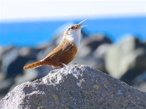 Canyon Wren | Audubon Field Guide