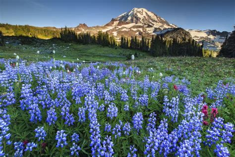 Flower and Mountains stock photo. Image of calm, nature - 26449384