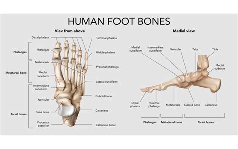 Realistic Foot Bones Anatomy 201230516 Vector Illustration Concept