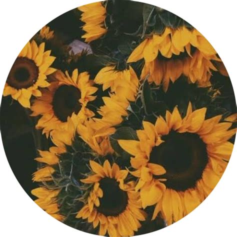 🌻🌙🌻⚡️🌻 🌻🌟🌻⭐️🌻💫🌻☀️ #sunflower | #aesthetic | #yellow | #circle | #background #freetoedit #r ...