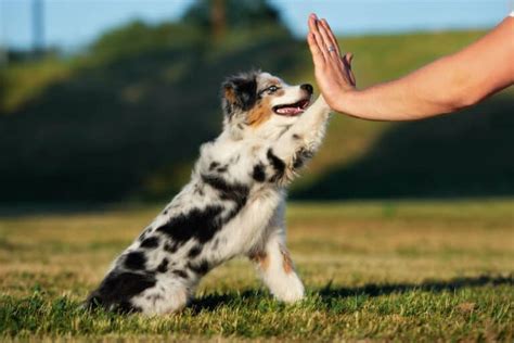 How to Train Your Australian Shepherd Puppy - Aussie University