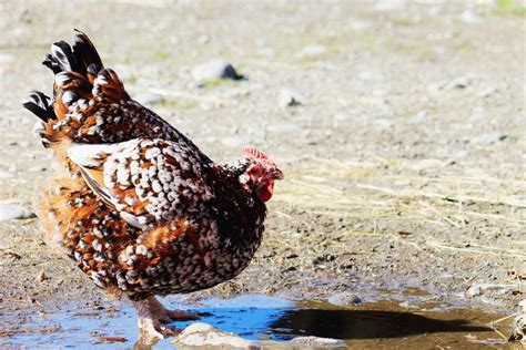 Speckled Sussex Chicken Breed Guide - Know Your Chickens