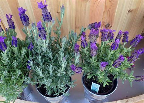 27+ Lavender Varieties for Growing in Pots and Outdoor - Hort Zone