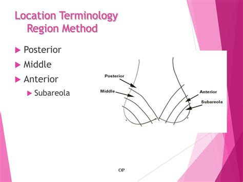 PPT - Anatomy, Physiology, and Pathology of the Breast PowerPoint ...