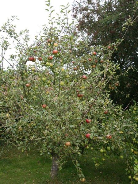 Cox Orange Pippin Apple Tree for Sale - Get Your Cox Apple Tree