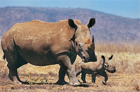 javan rhino Archives - International Rhino FoundationInternational Rhino Foundation