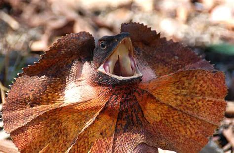 Frilled Lizard - Description, Habitat, Image, Diet, and Interesting Facts