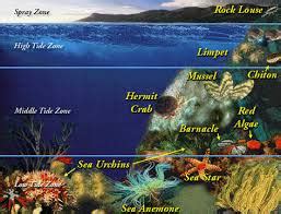 Characteristics - Intertidal Zone