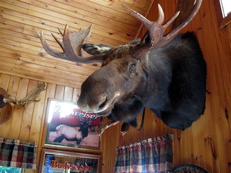 Moose Head on Walls at Camp | Moose head decor, Moose head, Taxidermy