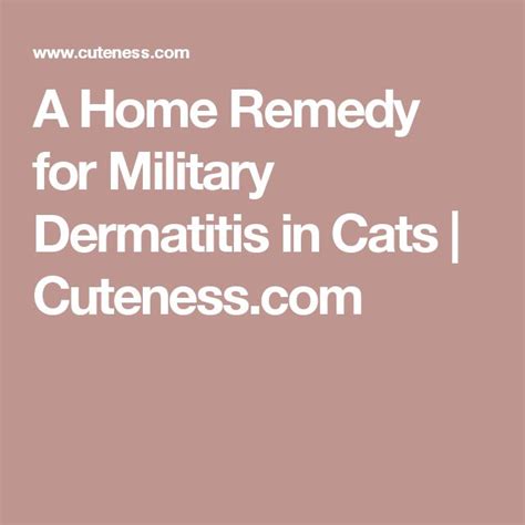 A Home Remedy for Military Dermatitis in Cats | Cuteness.com | Dermatitis, Cat health remedies ...