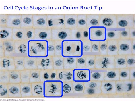 cell cycle stages in an onion root tip Diagram | Quizlet