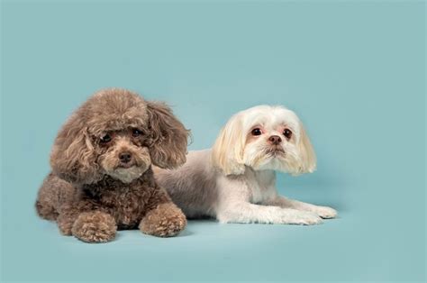 The Shih Tzu Cockapoo: An Expert Guide to the Adorable Hybrid Breed