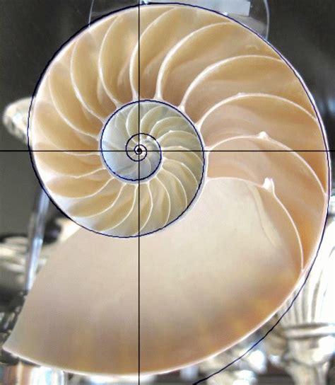 The Nautilus shell spiral as a golden spiral | Golden ratio spiral, Spirals in nature, Nautilus ...