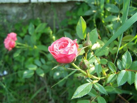 Growing Miniature Roses In Pots – Tips For Care Of Miniature Roses Planted In Containers ...