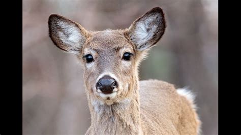 Like Arkansas, Georgia's state mammal is the white-tailed deer. White ...