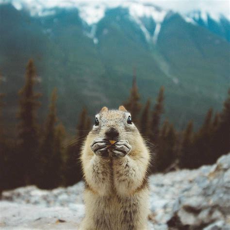 Découvrez le canada | Wildlife photography, Animals, Explore canada