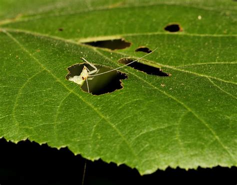 Snowy Tree Cricket | Listening to Insects