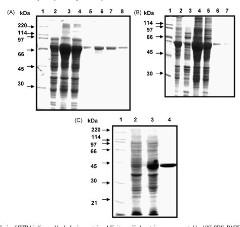 Figure 1 from Cloning and characterization of GTP-binding proteins of ...