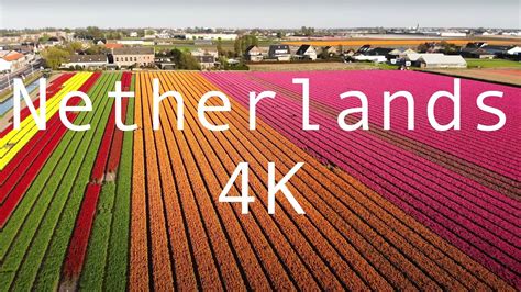 Tulip flower fields in The Netherlands, 4K Drone view - YouTube