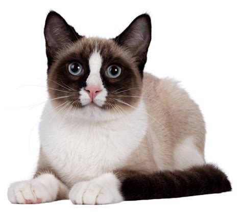 Snowshoe Cat Breed Profile | Litter-Robot