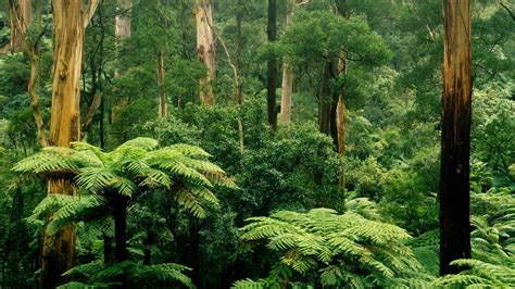 🔥 Free Download Wallpaper Sherbrooke Victoria Australia Forest Trees Green by @christopherr43 ...