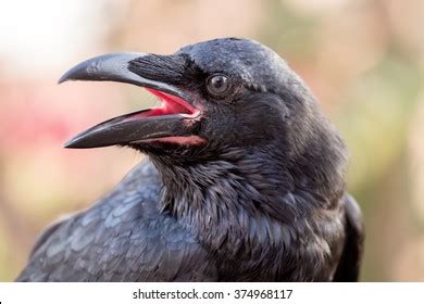 Close View Common Raven Corvus Corax Stock Photo 374968117 | Shutterstock