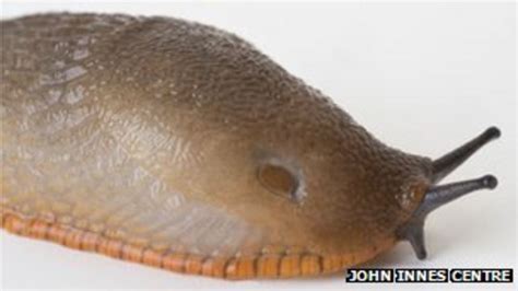 Spanish slug invasion: Scientists seek public's help - BBC News