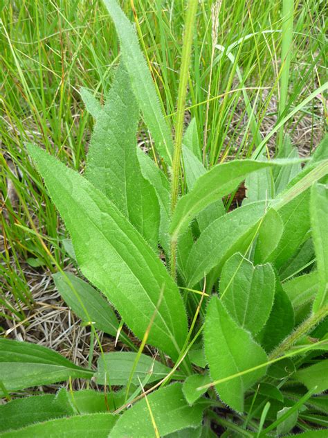 Stem - photos of Rudbeckia Hirta, Asteraceae