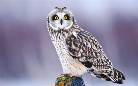 Download Animal Owl HD Wallpaper