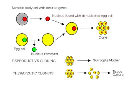 Cloning_diagram – αναΜορφωση – συνΙστολογιο