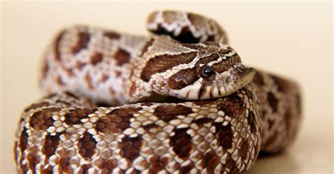 Western Hognose Snake Animal Facts | Heteredon nasicus - Wiki Point