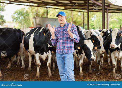 Farmer Cowboy at Cow Farm Ranch Stock Photo - Image of barn, care ...