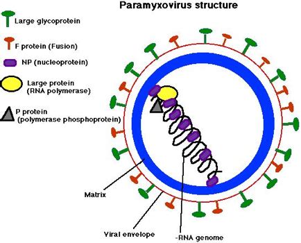 Paramyxoviruses