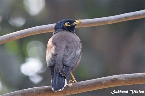 Birds in Bihar: January 2017