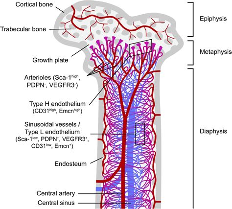 Frontiers | The Dynamic Interface Between the Bone Marrow Vascular Niche and Hematopoietic Stem ...