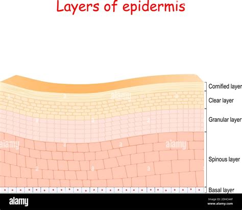 Integument (skin) Histology Flashcards Ditki Medical And, 55% OFF