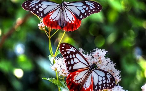 Download Bokeh Close-up Animal Butterfly HD Wallpaper