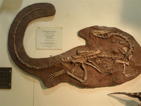 Coelophysis bauri; on display at the Black Hills Institute of Geological Research in Hill City ...