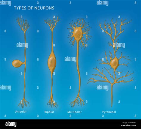 Illustration showing the 4 types of neurons. From left to right: unipolar, bipolar, multipolar ...