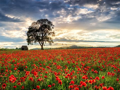 Stephen Elliott Photography: 25. Poppy field sunset