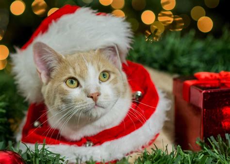 ‘Home for the Holidays:’ Montgomery County’s Animal Services and Adoption Center and FMCA ...