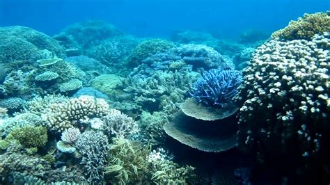 Best Snorkeling Australia Great Barrier Reef - YouTube