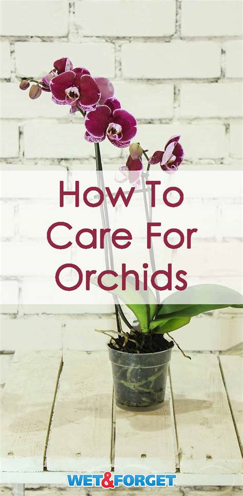 5 Tips to Taking Care of Orchids in Your Home | Life's Dirty. Clean Easy.